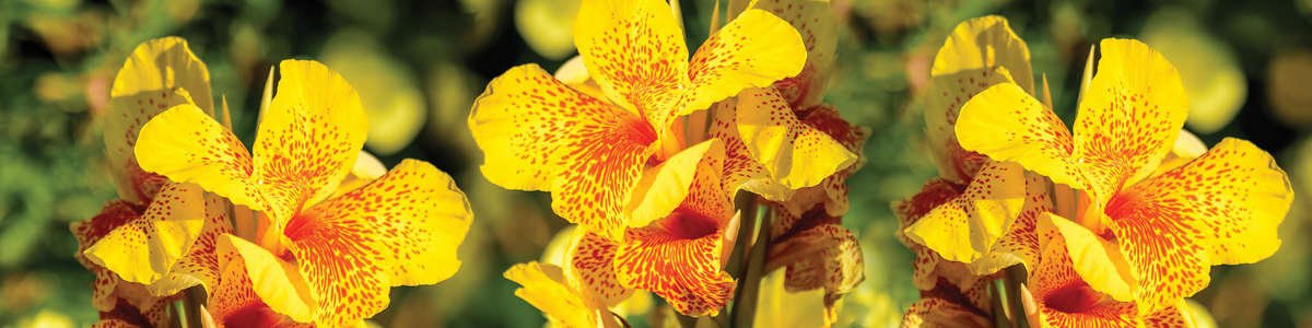 Yellow and orange speckled canna lily