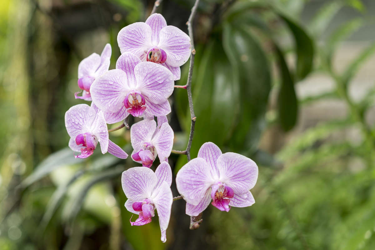 Orchid with 6 blooms hanging from stem