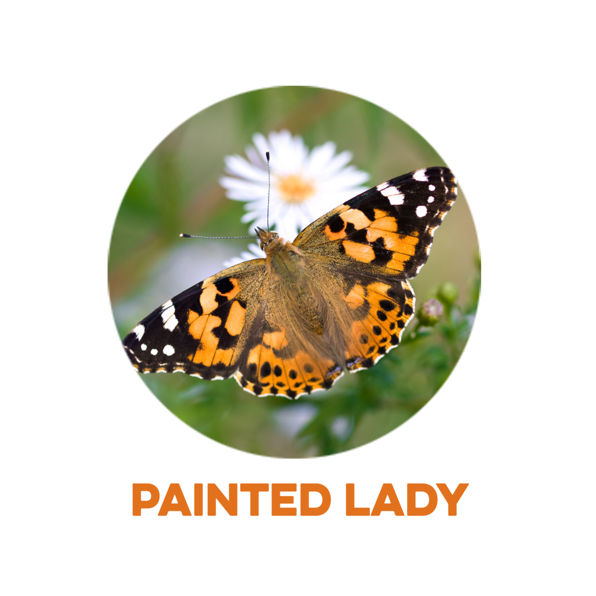 painted lady butterfly