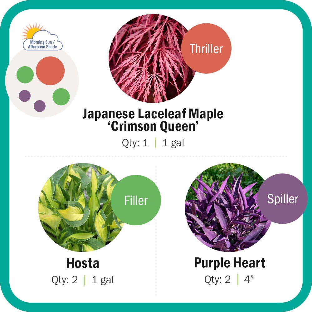 Japanese Maple, Hosta, Purple Heart 
