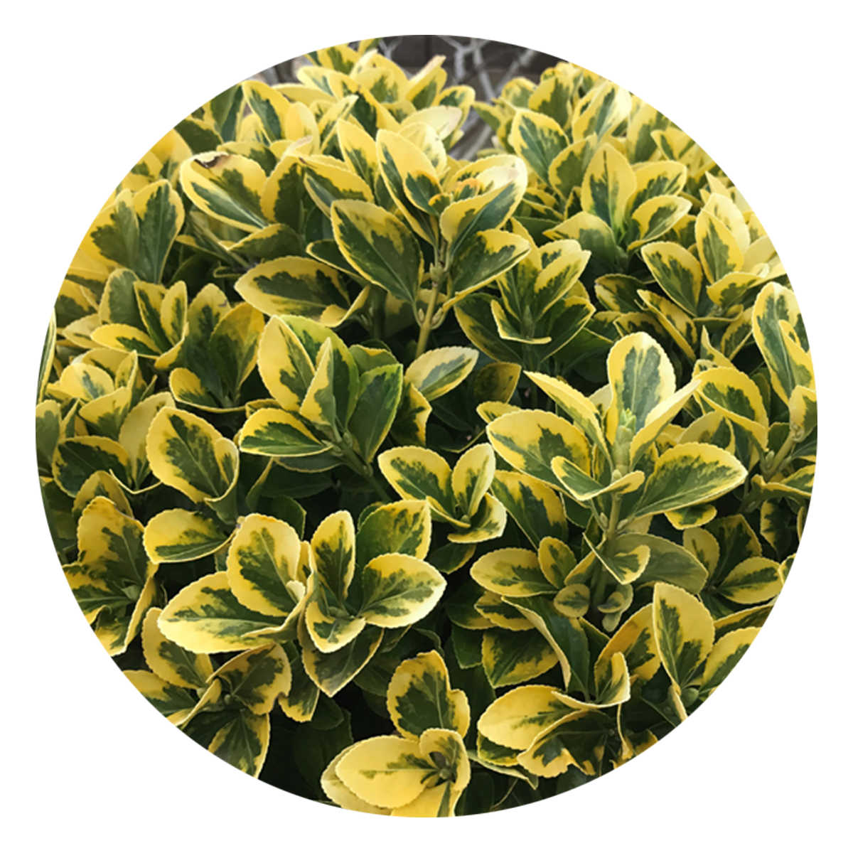 View Here: Golden Euonymus