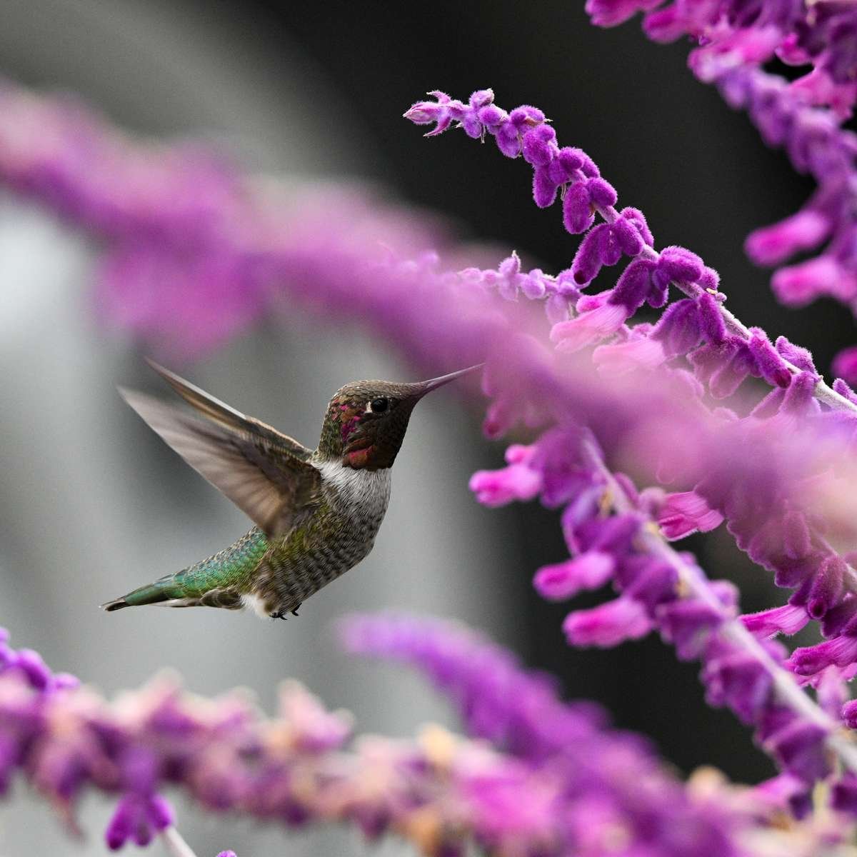 Hummingbird on Salvia flower