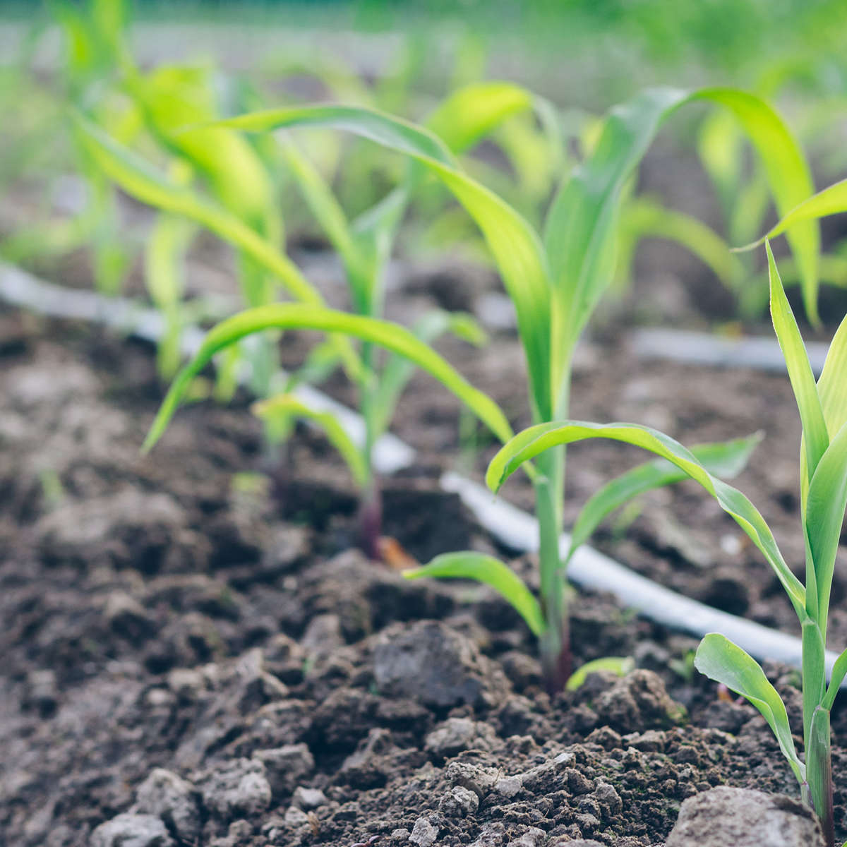 Vegetable garden with drip irrigation