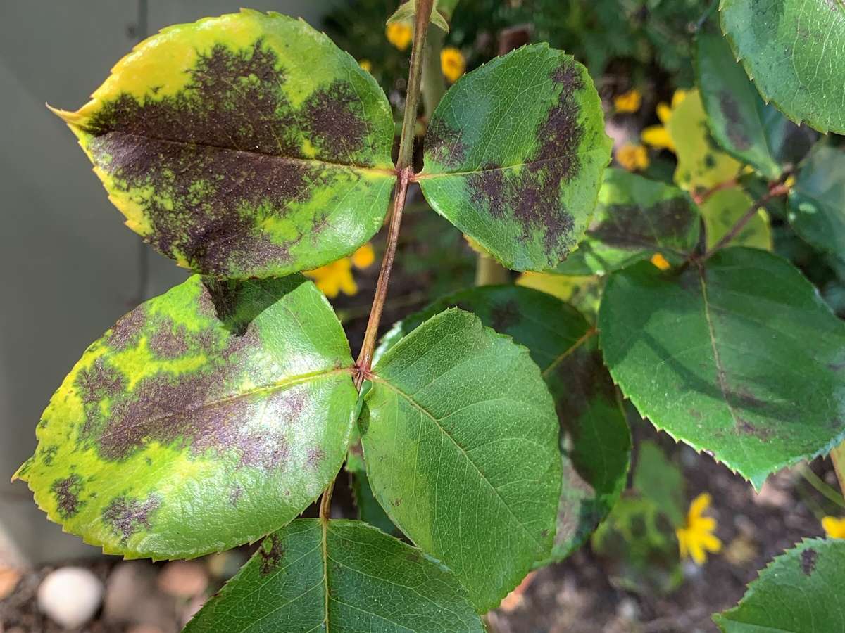 Black spot on rose bush