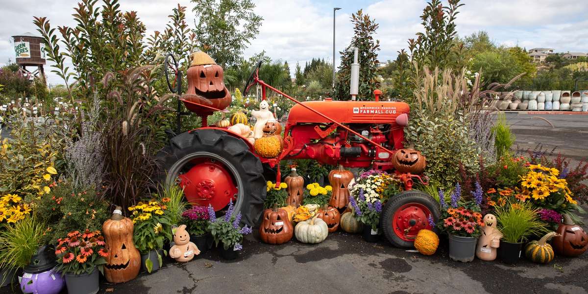 Tractor in nursery with fall plants