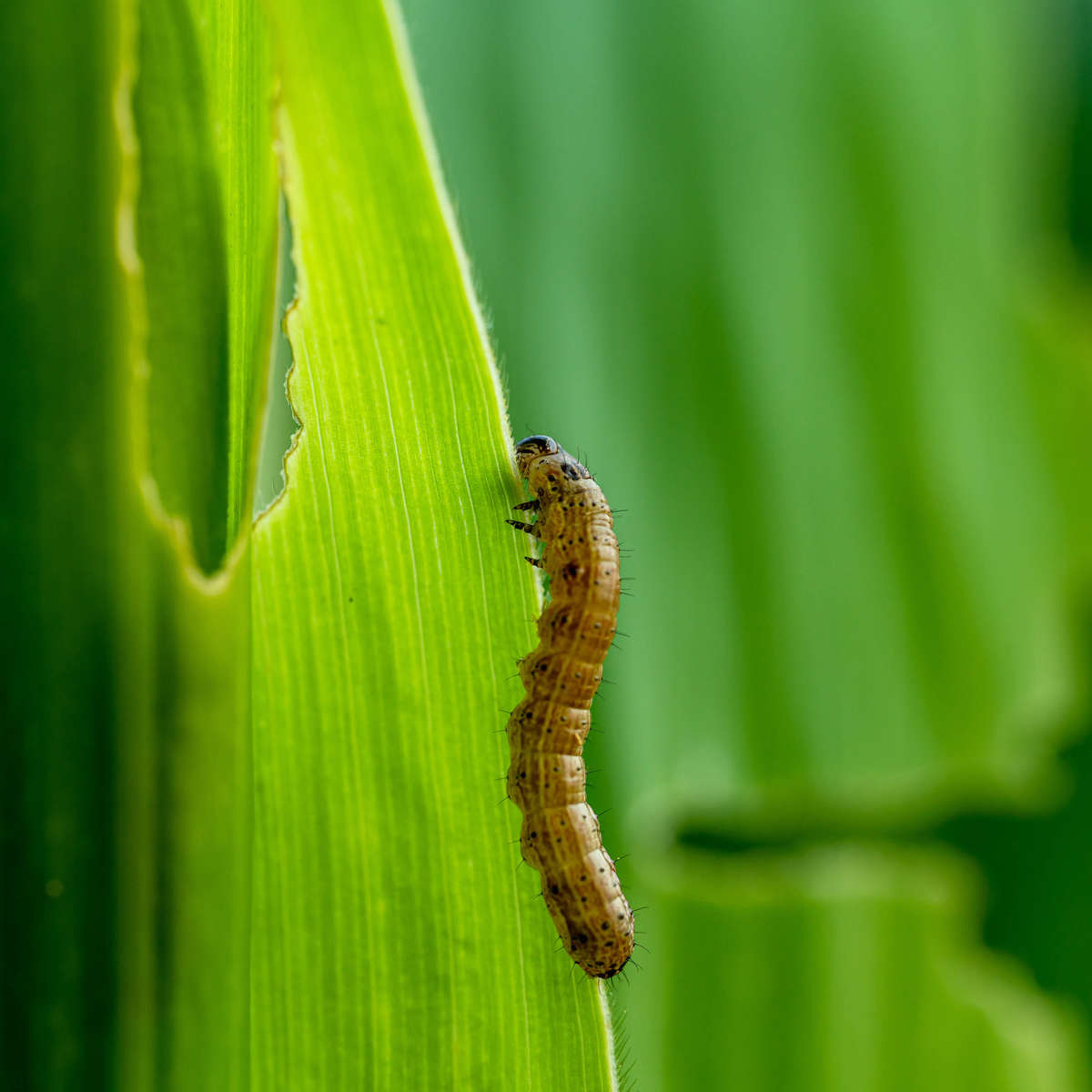 Army-Worm Eating Leaf