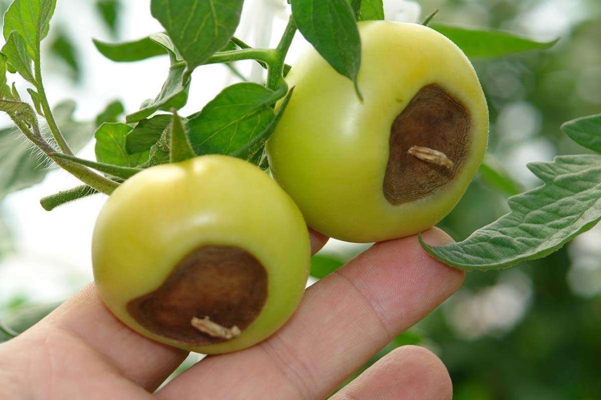 Tomato with Blossom End Rot