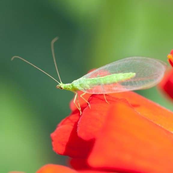 Lacewing on flower
