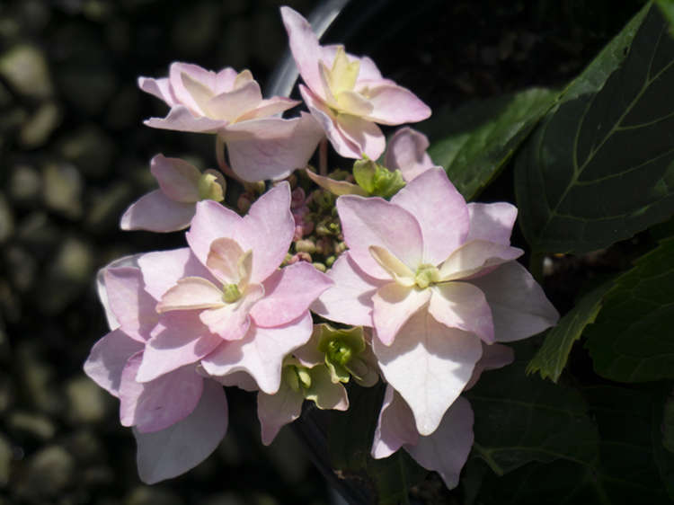 Mountain Hydrangea