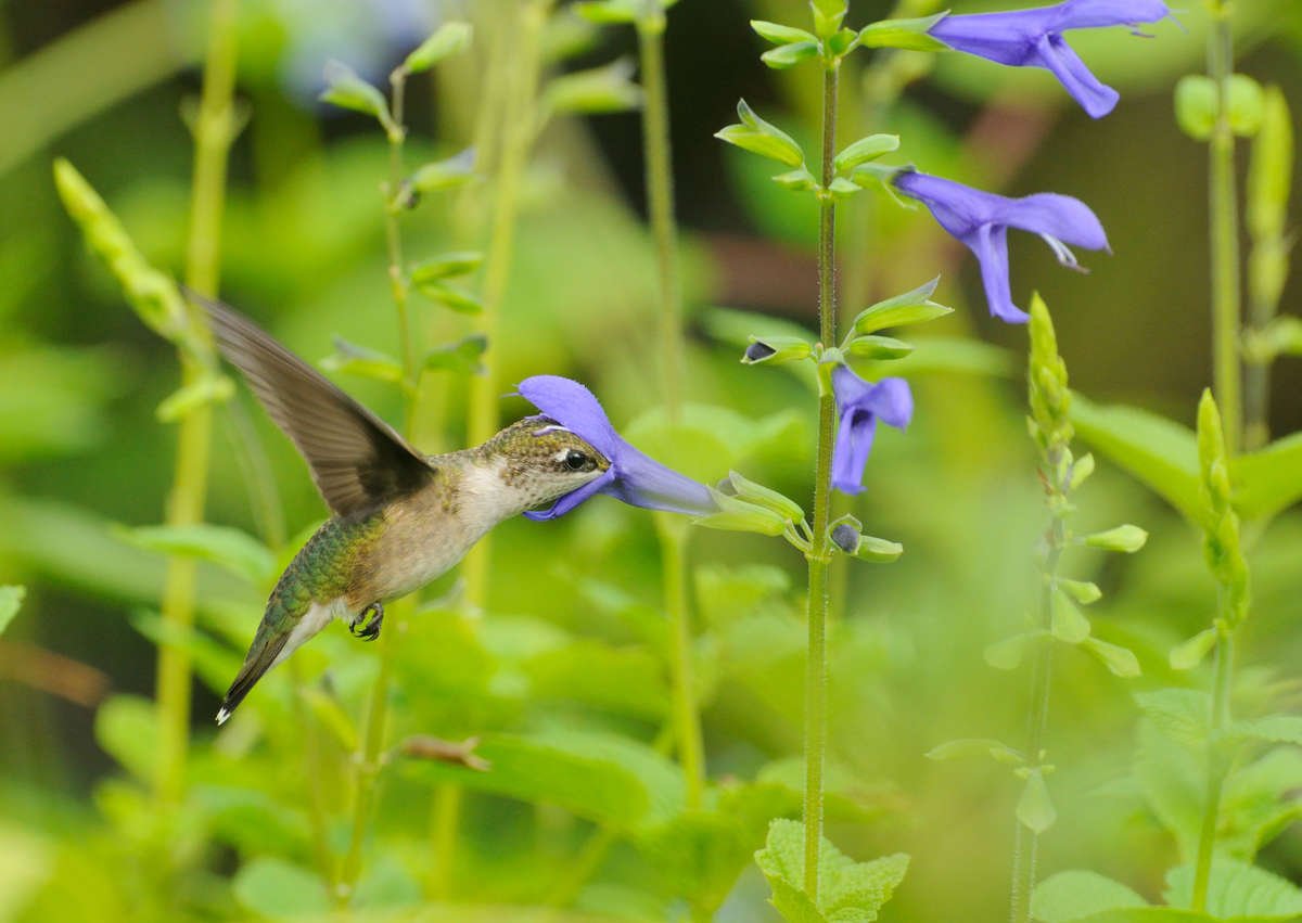 Humming Bird Feeding On A Salvia Plant