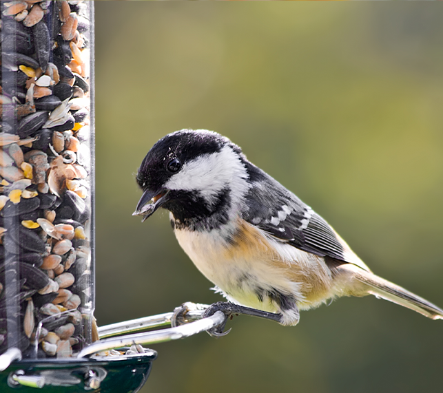 Bird sits on edge of feeder eating seeds