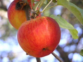 Spitzenburg antique apple