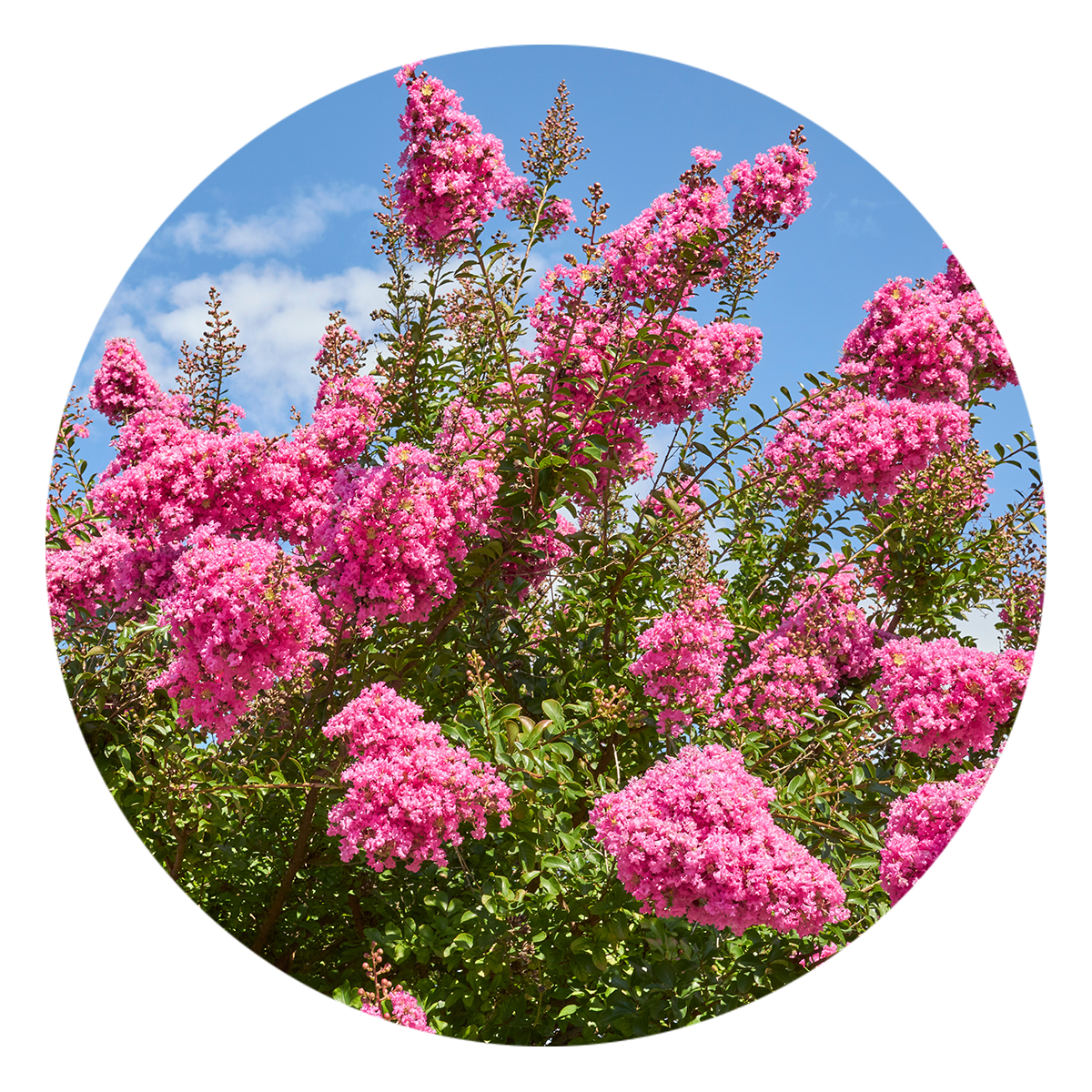 Crape Myrtle