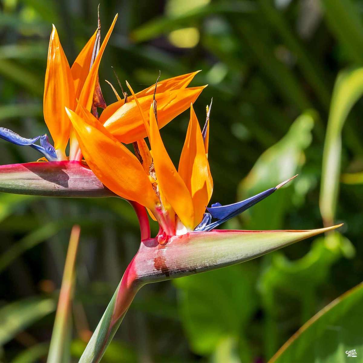 Bird of Paradise