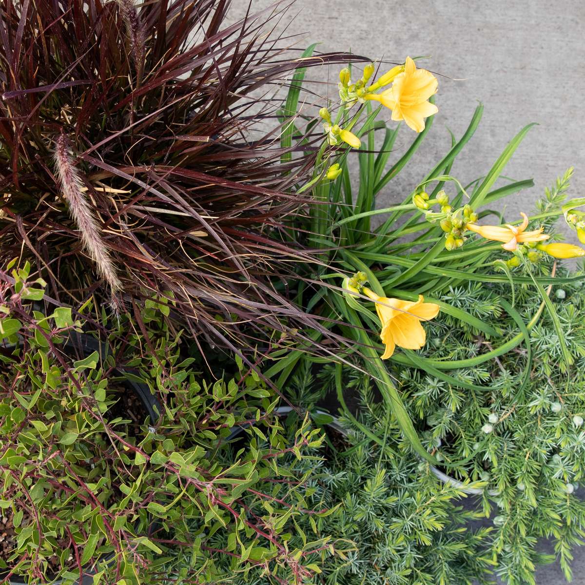 photo: Fountain Grass, Daylily, Juniper, Manzanita