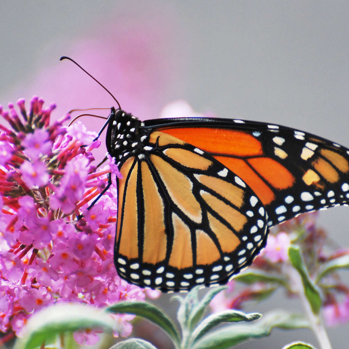 Butterfly on purple flower