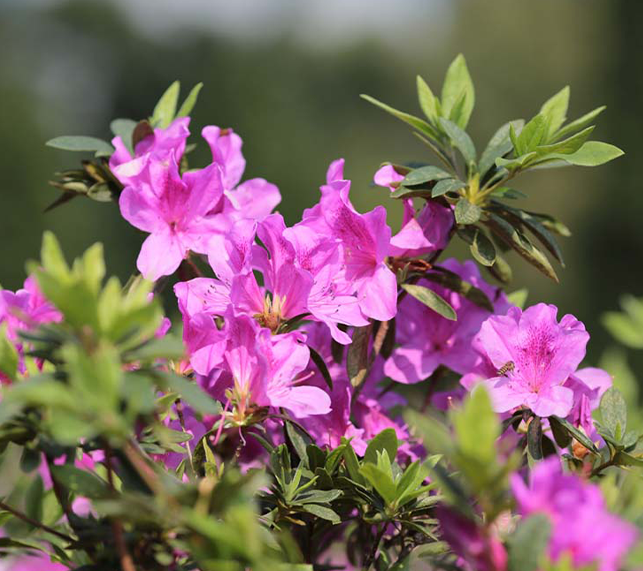 Rhododendron & Azalea