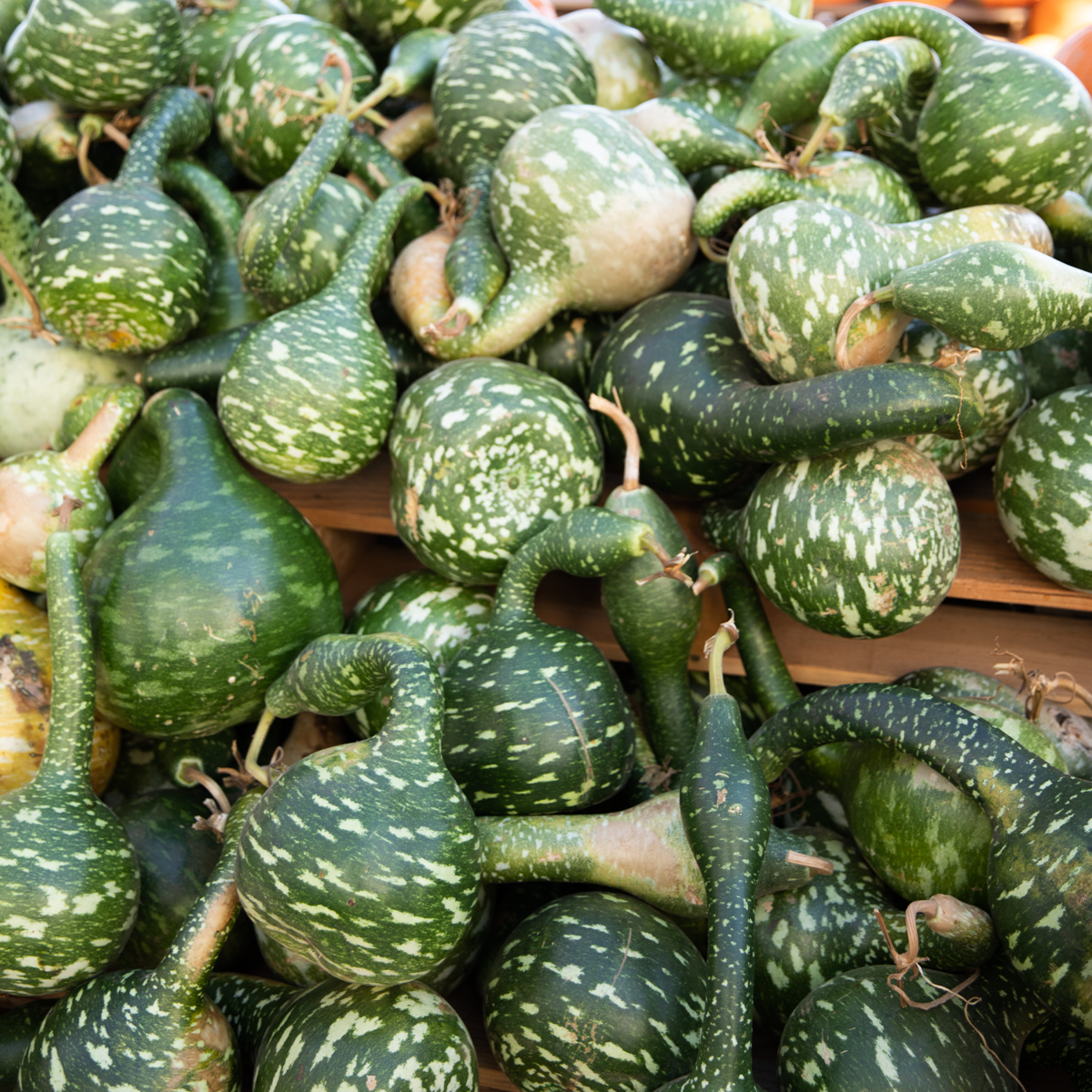 Gooseneck Gourd Gooseneck Gourd