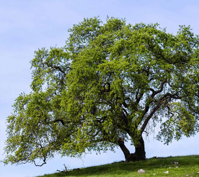 Valley Oak on perched on a hillside