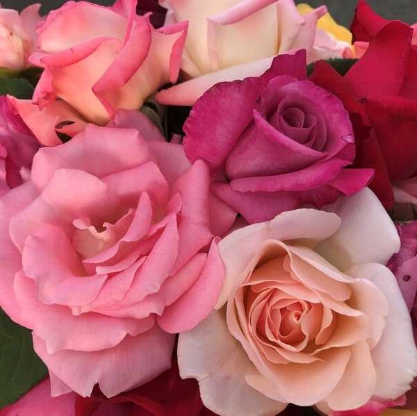 A beautiful bouquet of roses