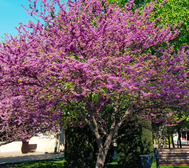 Western Redbud with Pink Flowers