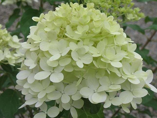 Hydrangea Limelight