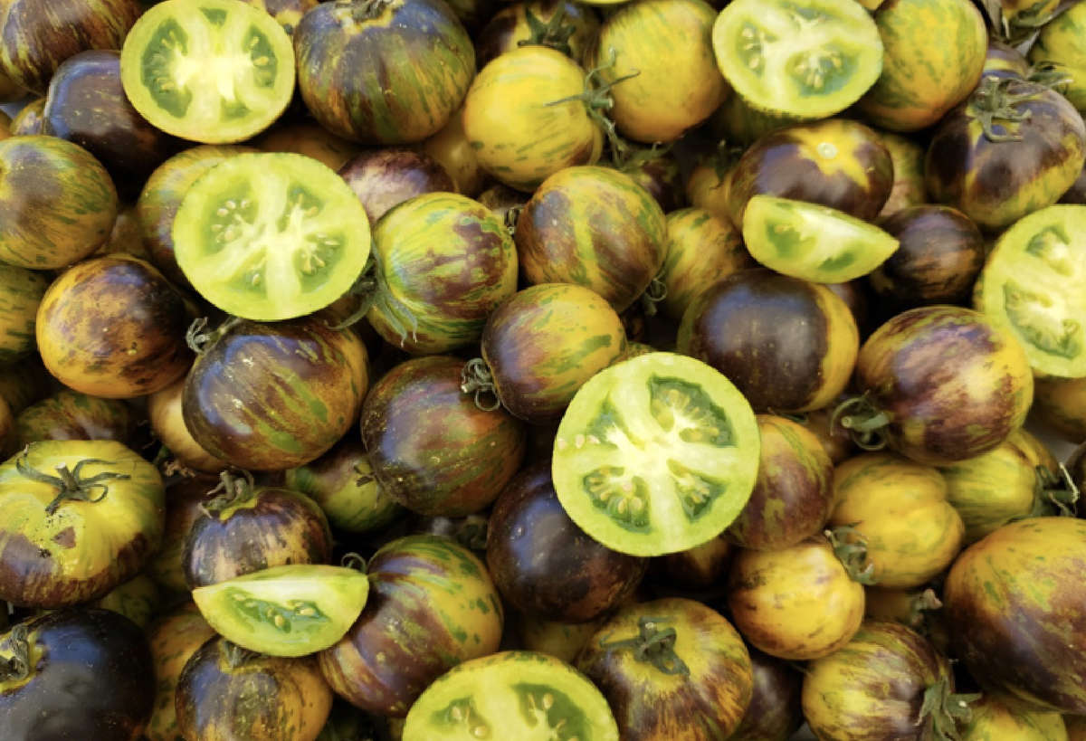 Wild Boar Tomato: Kryptonite Wild Boar Tomato: Kryptonite