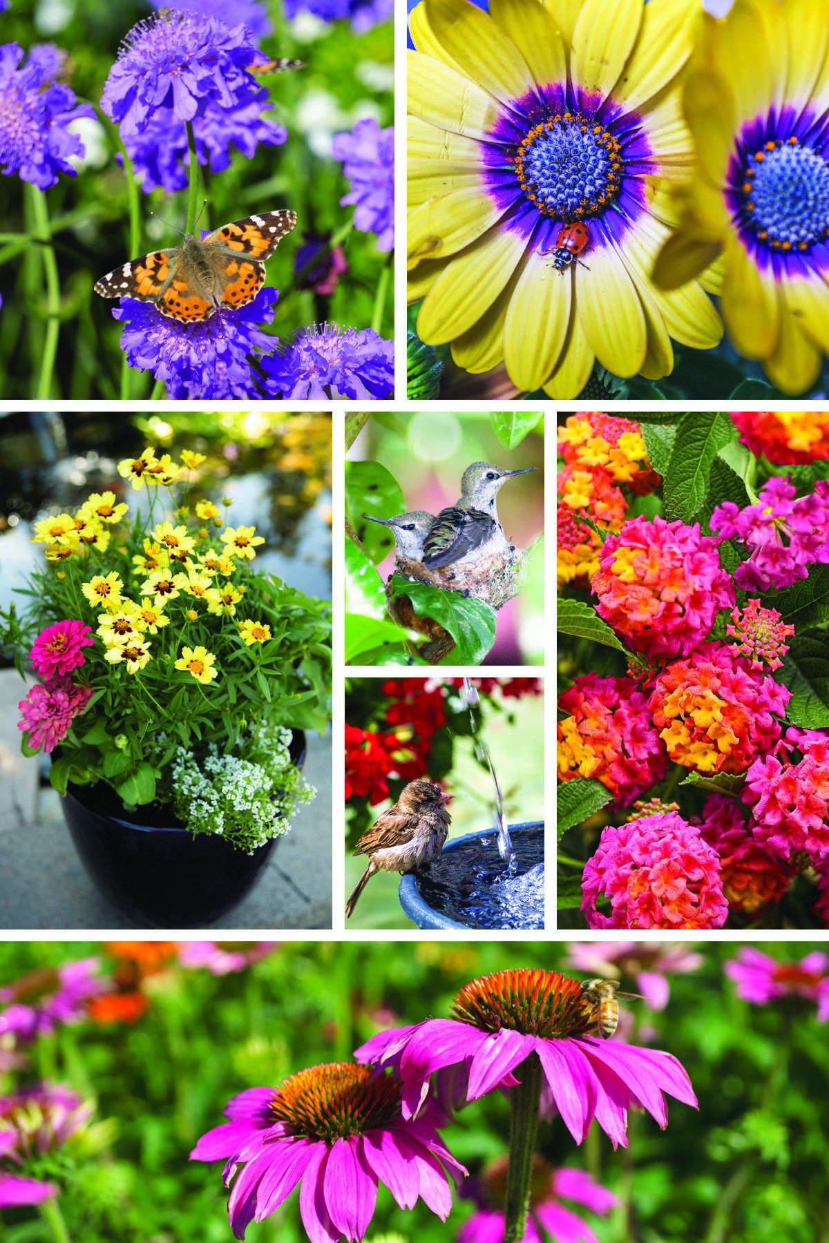 Collage of pollinator friendly flowers including Pincushion Flower, African Daisy, Coreopsis, Lantana and Coneflower
