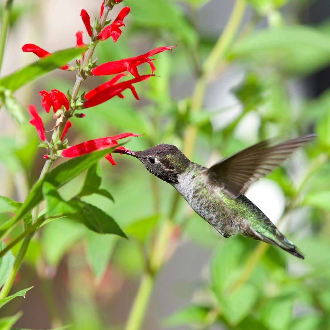 Hummingbird feeding on sage