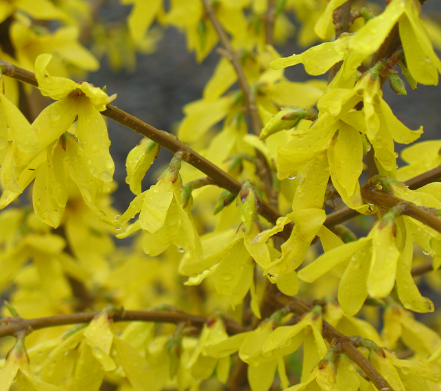 Forsythia