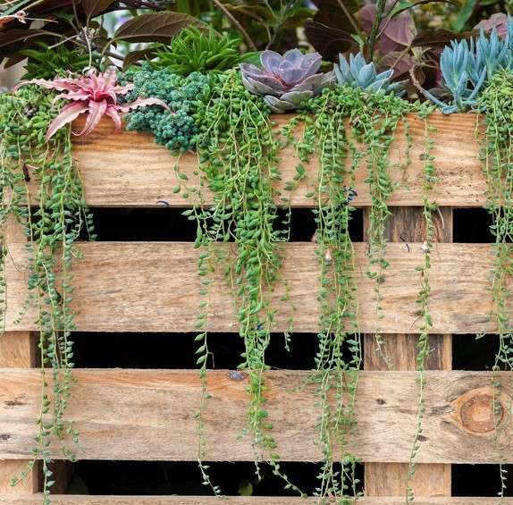 Succulents planted on top or a wooden pallet