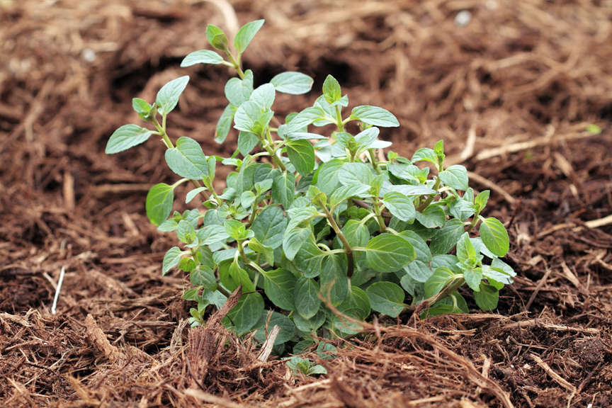 Chocolate Mint Herb surrounded by mulch
