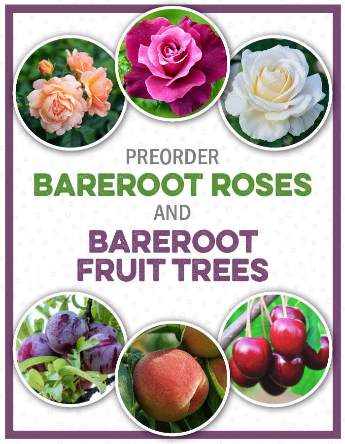 Preorder bareroot roses and bareroot fruit trees