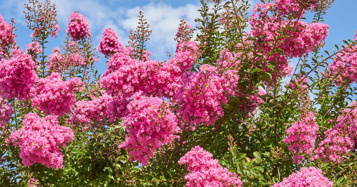 Crape Myrtle Flowering with Pink Blooms