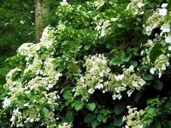 Climbing Hydrangea