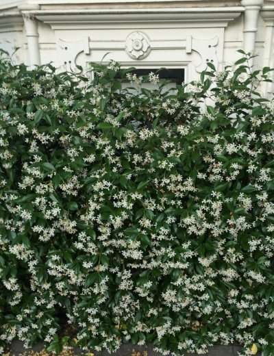 Star Jasmine