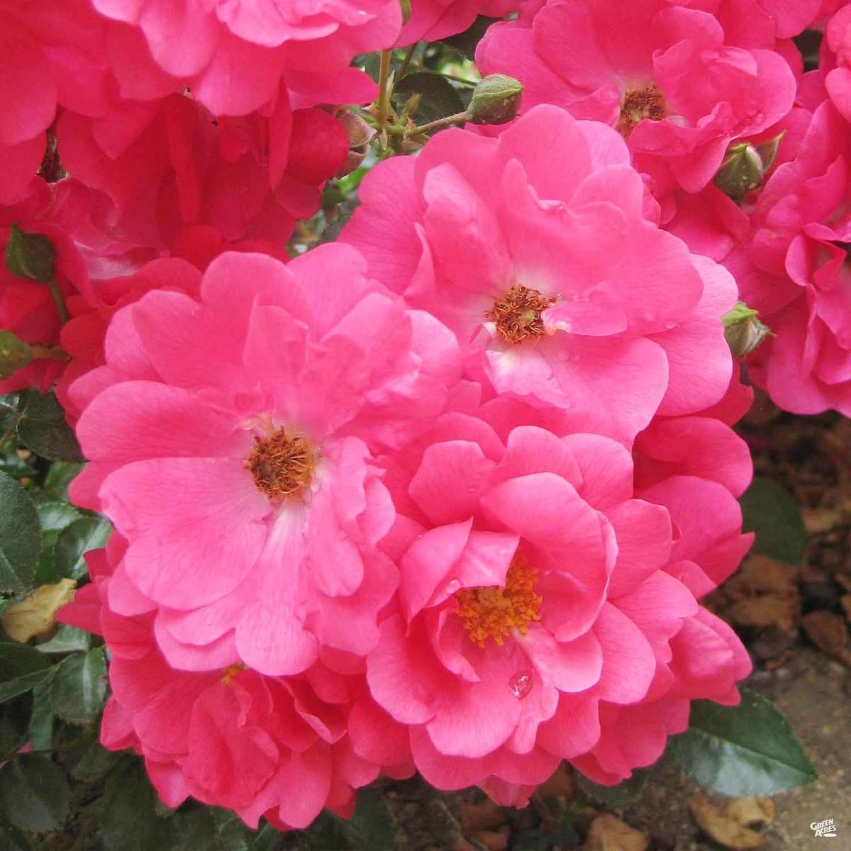 Flower Carpet Pink Supreme® Rose