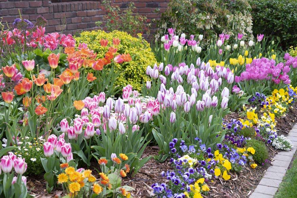 Daffodils and  Tulips planted on a hillside