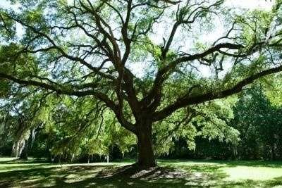 Large legacy tree in lawn