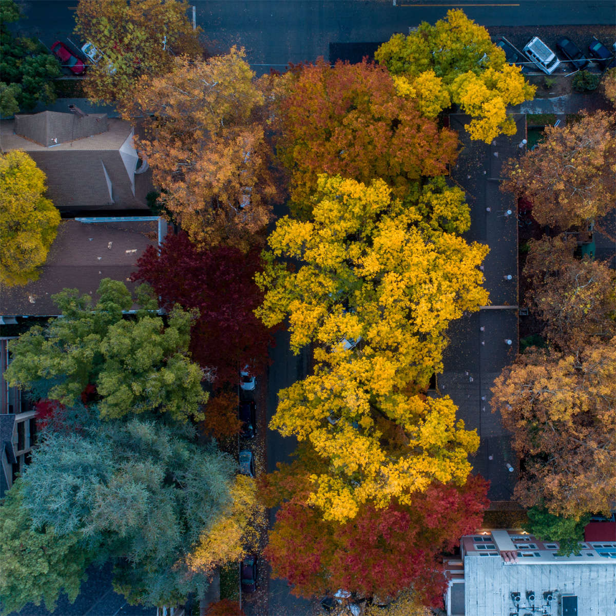 Areial perspective of a urban canopy in a city. A variety of colored trees mixed amongst the houses.