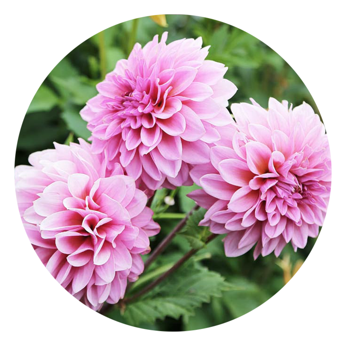 Dahlia