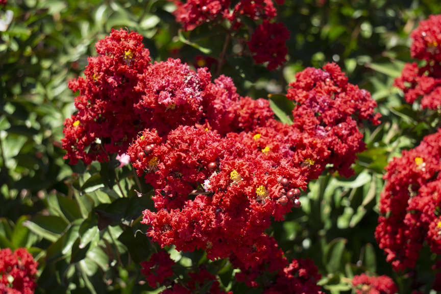 Close up of Crape Myrtle Dynamite flowers