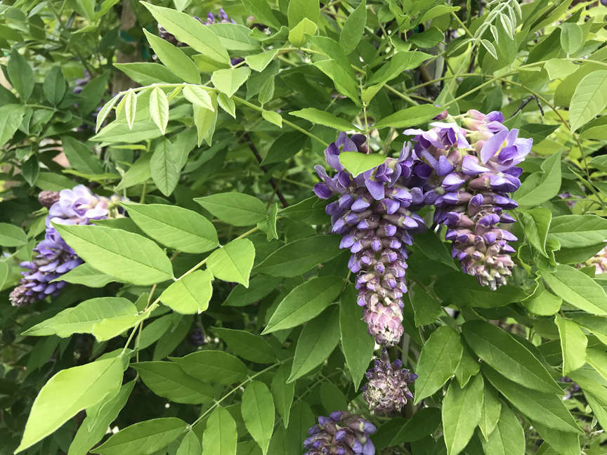 Purple wisteria