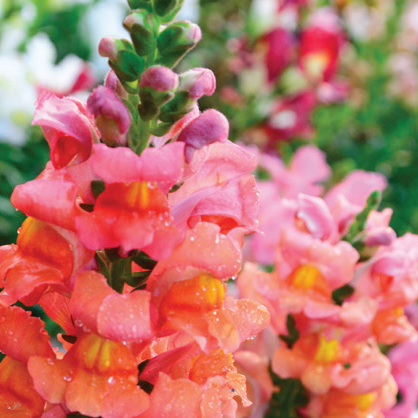 Snapdragon blooms