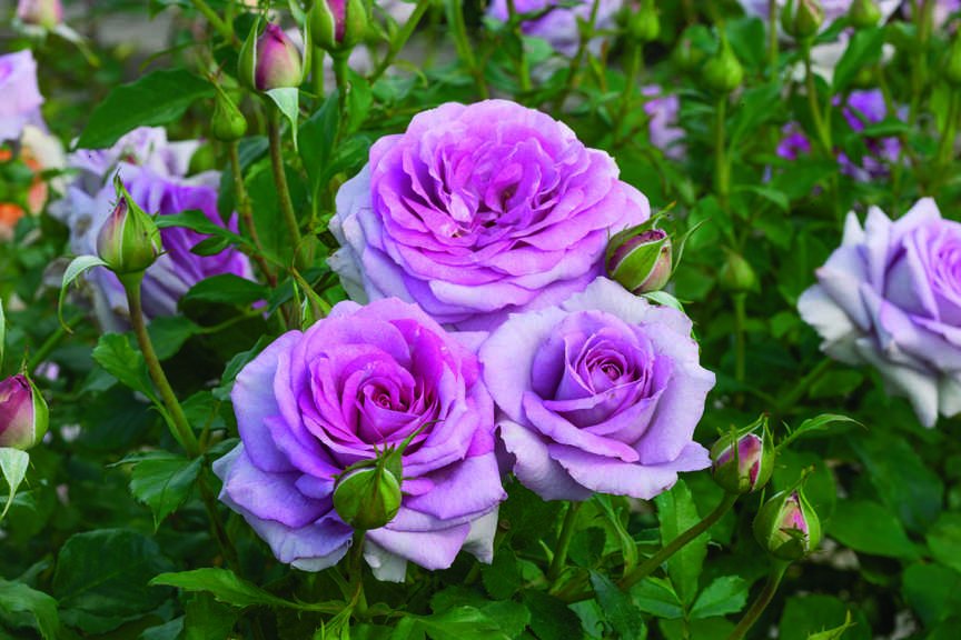 Rose Violets Pride