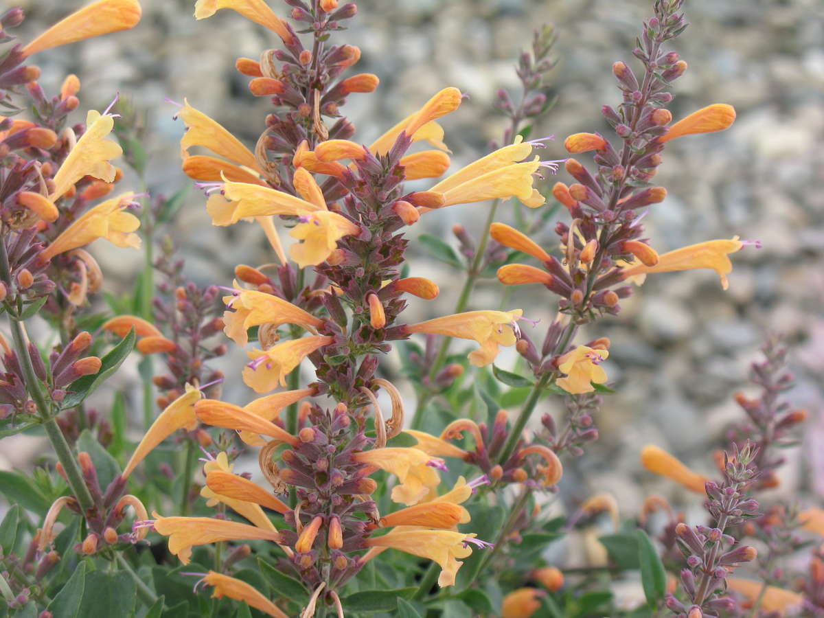 Agastache Apricot Nectar