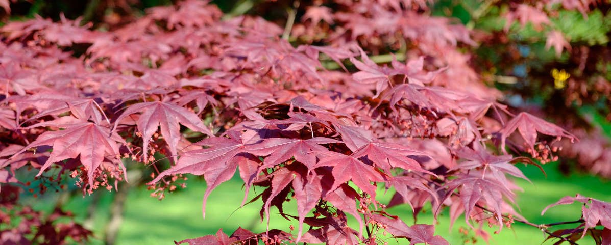 Bloodgood Japanese Maple foliage