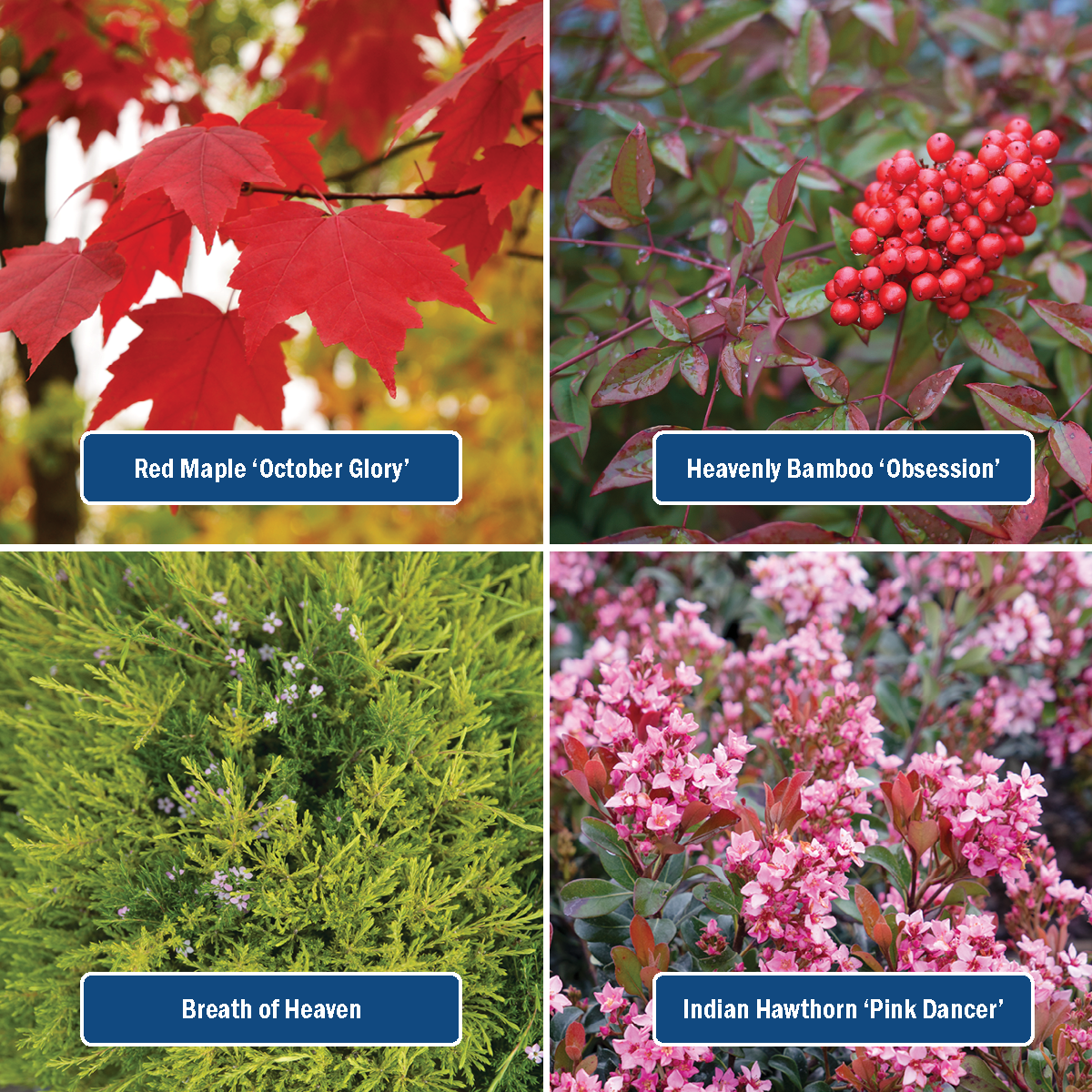 Plant list includes: Red Maple October Glory, Heavenly Bamboo Obsession, Breath of Heaven, Indian Hawthorn Pink Dancer, Red Maple October Glory