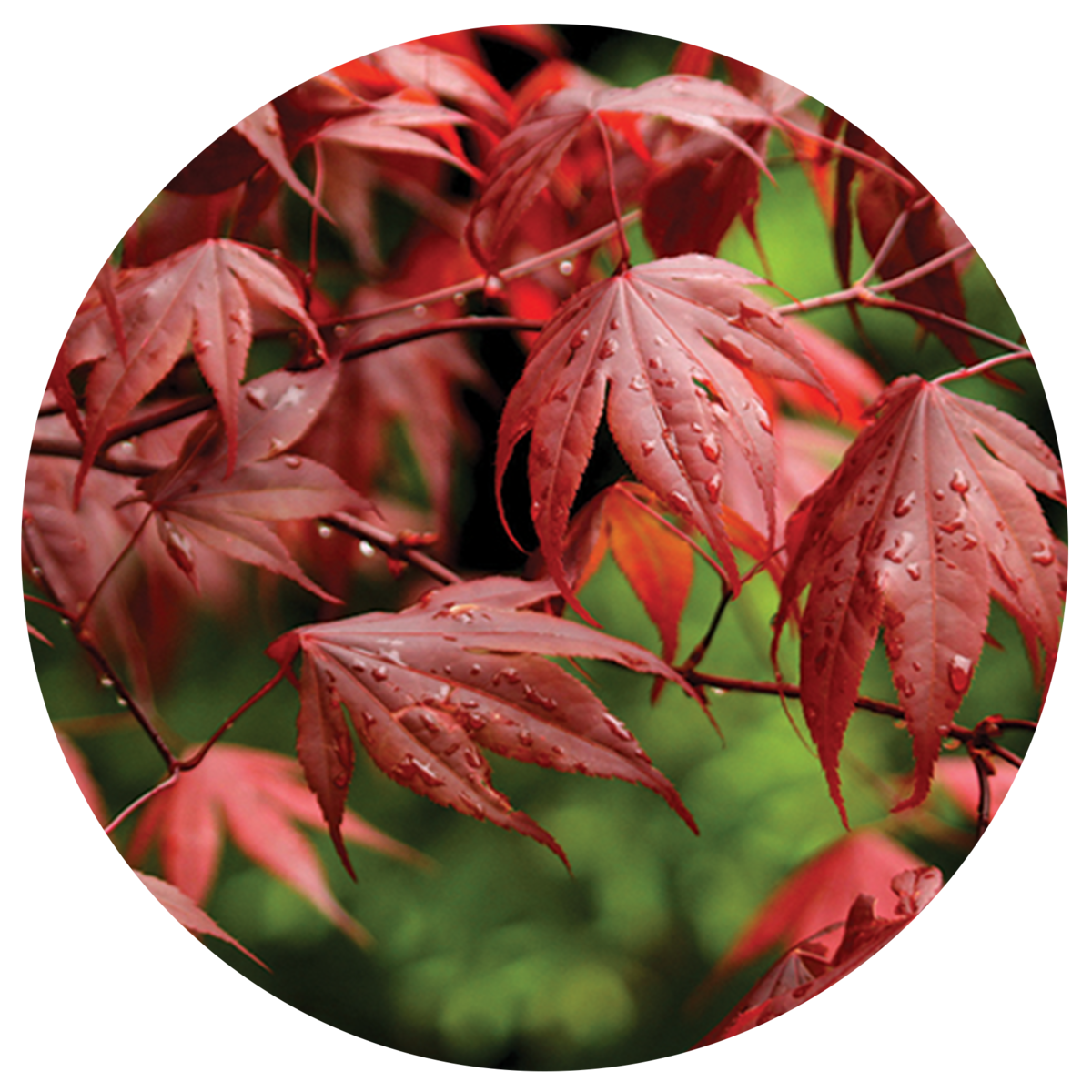 Japanese Maples