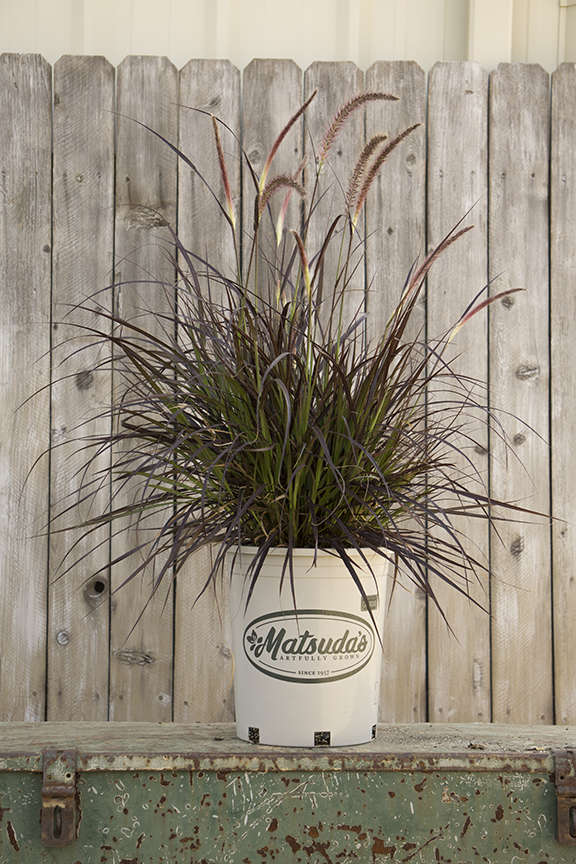 Red Fountain Grass